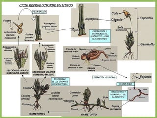 MEDIOS HÚMEDOS. NECESITAN AGUA PARA LA FECUNDACIÓN. 