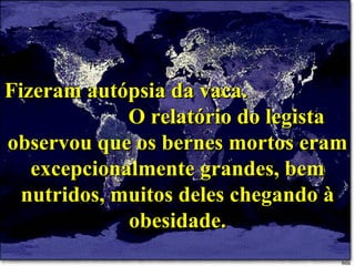 Fizeram autópsia da vaca.  O relatório do legista observou que os bernes mortos eram excepcionalmente grandes, bem nutridos, muitos deles chegando à obesidade. 