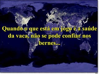 Quando o que está em jogo é a saúde da vaca, não se pode confiar nos bernes... 