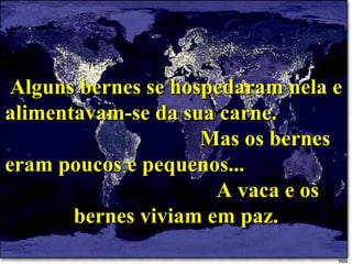 Alguns bernes se hospedaram nela e alimentavam-se da sua carne.  Mas os bernes eram poucos e pequenos...  A vaca e os bernes viviam em paz. 
