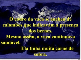 O couro da vaca se encheu de calombos que indicavam a presença dos bernes. Mesmo assim, a vaca continuava saudável.  Ela tinha muita carne de sobra. 