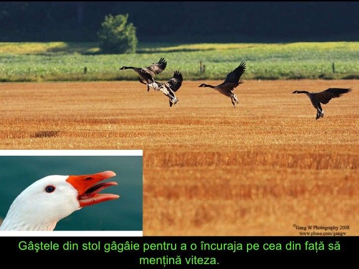 Metafora Echipei De Gaste