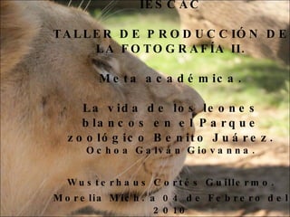 IESCAC TALLER DE PRODUCCIÓN DE LA FOTOGRAFÍA II. Meta académica. La vida de los leones blancos en el Parque zoológico Benito Juárez. ,[object Object],[object Object],[object Object]