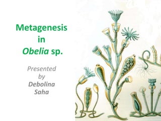 Metagenesis
in
Obelia sp.
Presented
by
Debolina
Saha
 