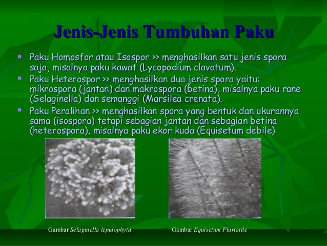 Metagenesis tumbuhan paku Metagenesis tumbuhan paku