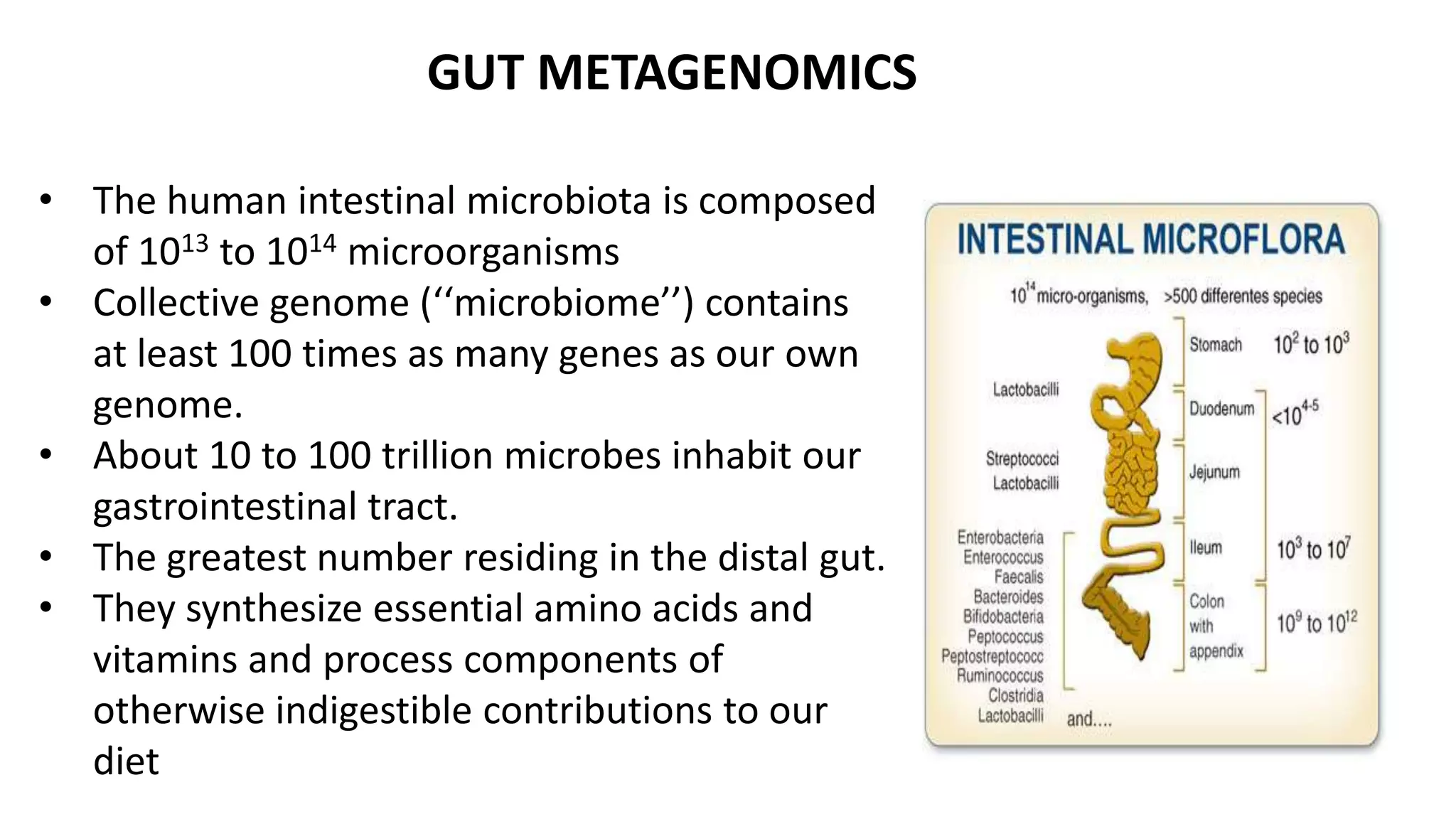 GUT METAGENOMICS 
• The human intestinal microbiota is composed 
of 1013 to 1014 microorganisms 
• Collective genome (‘‘microbiome’’) contains 
at least 100 times as many genes as our own 
genome. 
• About 10 to 100 trillion microbes inhabit our 
gastrointestinal tract. 
• The greatest number residing in the distal gut. 
• They synthesize essential amino acids and 
vitamins and process components of 
otherwise indigestible contributions to our 
diet 
 