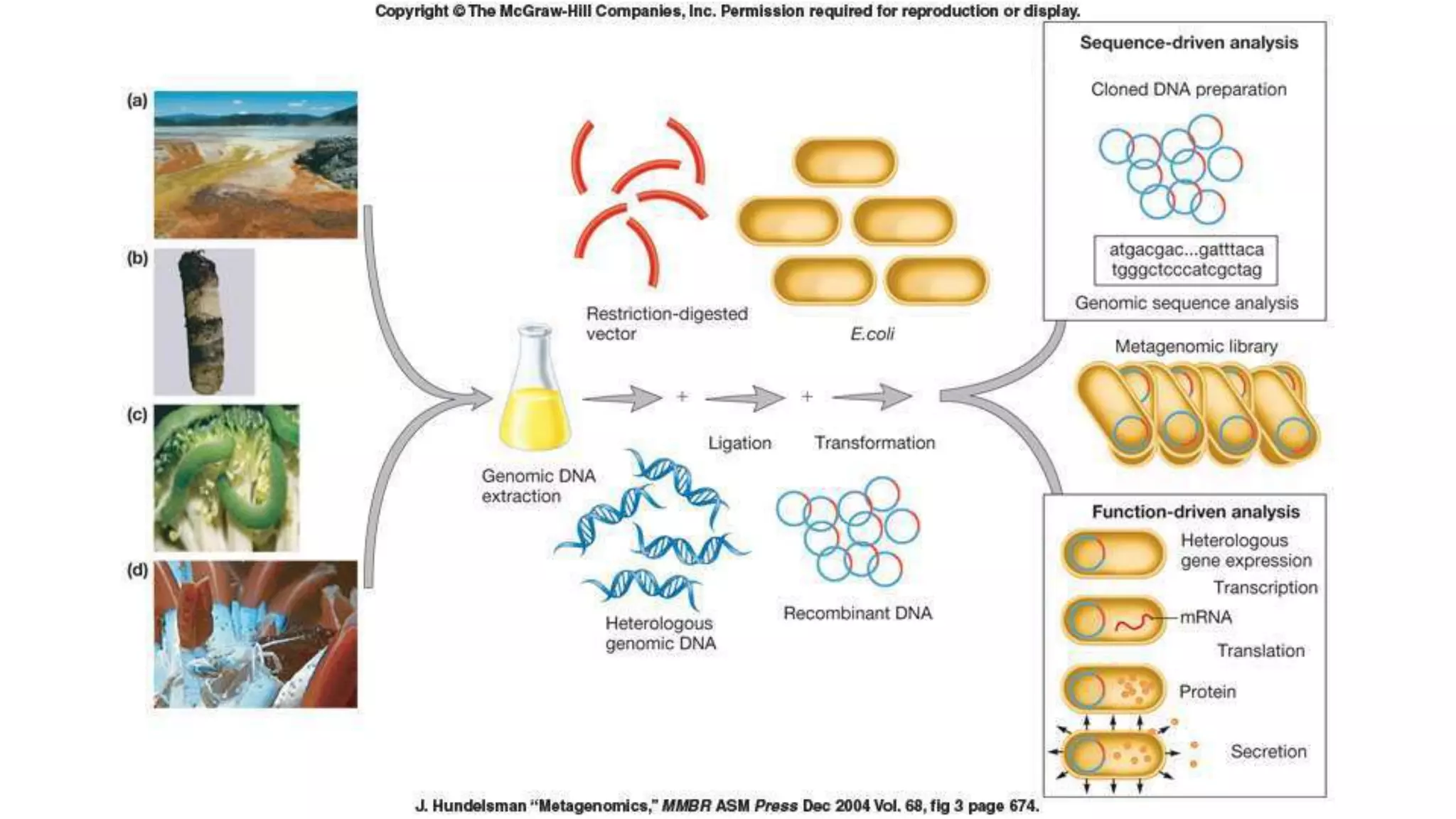 TWO APPROACHES FOR METAGENOMIC STUDY 
 