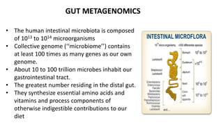 GUT METAGENOMICS 
• The human intestinal microbiota is composed 
of 1013 to 1014 microorganisms 
• Collective genome (‘‘microbiome’’) contains 
at least 100 times as many genes as our own 
genome. 
• About 10 to 100 trillion microbes inhabit our 
gastrointestinal tract. 
• The greatest number residing in the distal gut. 
• They synthesize essential amino acids and 
vitamins and process components of 
otherwise indigestible contributions to our 
diet 
 