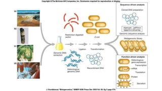 TWO APPROACHES FOR METAGENOMIC STUDY 
 