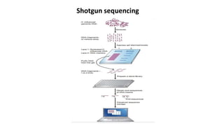 Shotgun sequencing 
 
