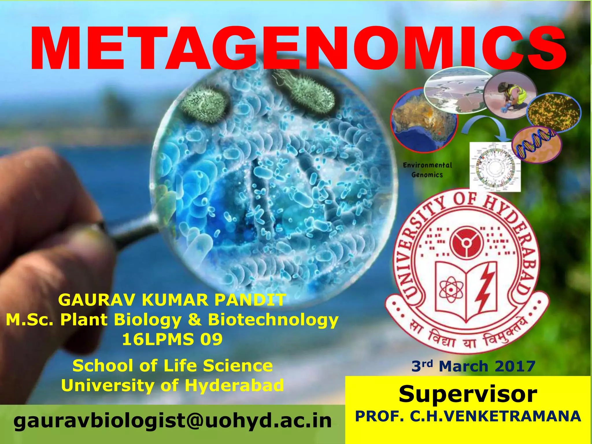 GAURAV KUMAR PANDIT
M.Sc. Plant Biology & Biotechnology
16LPMS 09
School of Life Science
University of Hyderabad
gauravbiologist@uohyd.ac.in
Supervisor
PROF. C.H.VENKETRAMANA
METAGENOMICS
3rd March 2017
 