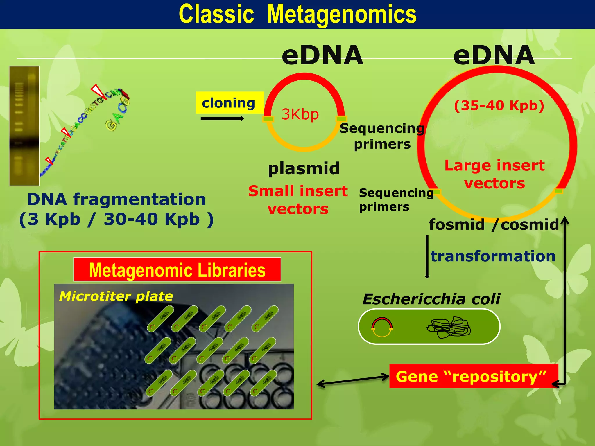 DNA fragmentation
(3 Kpb / 30-40 Kpb ) fosmid /cosmid
(35-40 Kpb)
eDNA
plasmid
cloning
Eschericchia coli
transformation
Microtiter plate
Metagenomic Libraries
Gene “repository”
Classic Metagenomics
Sequencing
primers
Sequencing
primers
Small insert
vectors
Large insert
vectors
eDNA
3Kbp
 