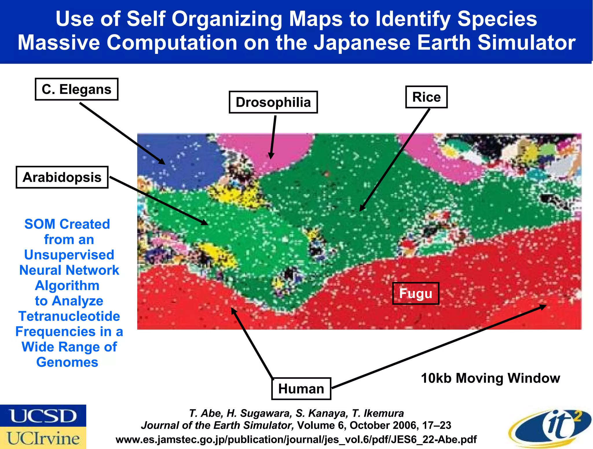 Use of Self Organizing Maps to Identify Species Massive Computation on the Japanese Earth Simulator Human Fugu Arabidopsis Rice C. Elegans Drosophilia www.es.jamstec.go.jp/publication/journal/jes_vol.6/pdf/JES6_22-Abe.pdf T. Abe, H. Sugawara, S. Kanaya, T. Ikemura Journal of the Earth Simulator,  Volume 6, October 2006, 17–23 SOM Created  from an Unsupervised Neural Network Algorithm  to Analyze Tetranucleotide Frequencies in a Wide Range of Genomes  10kb Moving Window 