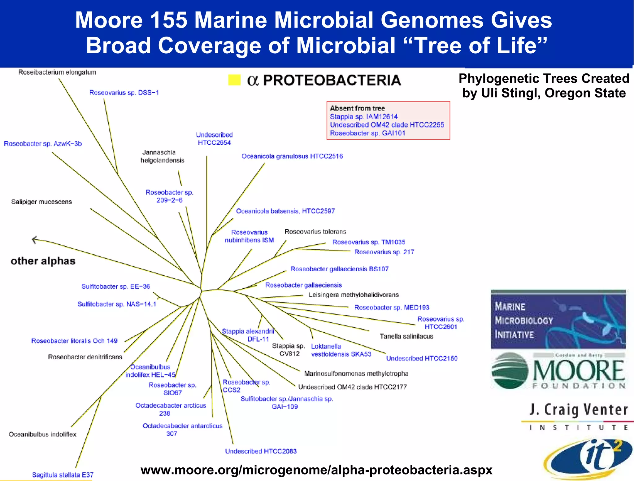 Moore 155 Marine Microbial Genomes Gives  Broad Coverage of Microbial “Tree of Life” www.moore.org/microgenome/alpha-proteobacteria.aspx Phylogenetic Trees Created  by Uli Stingl, Oregon State  