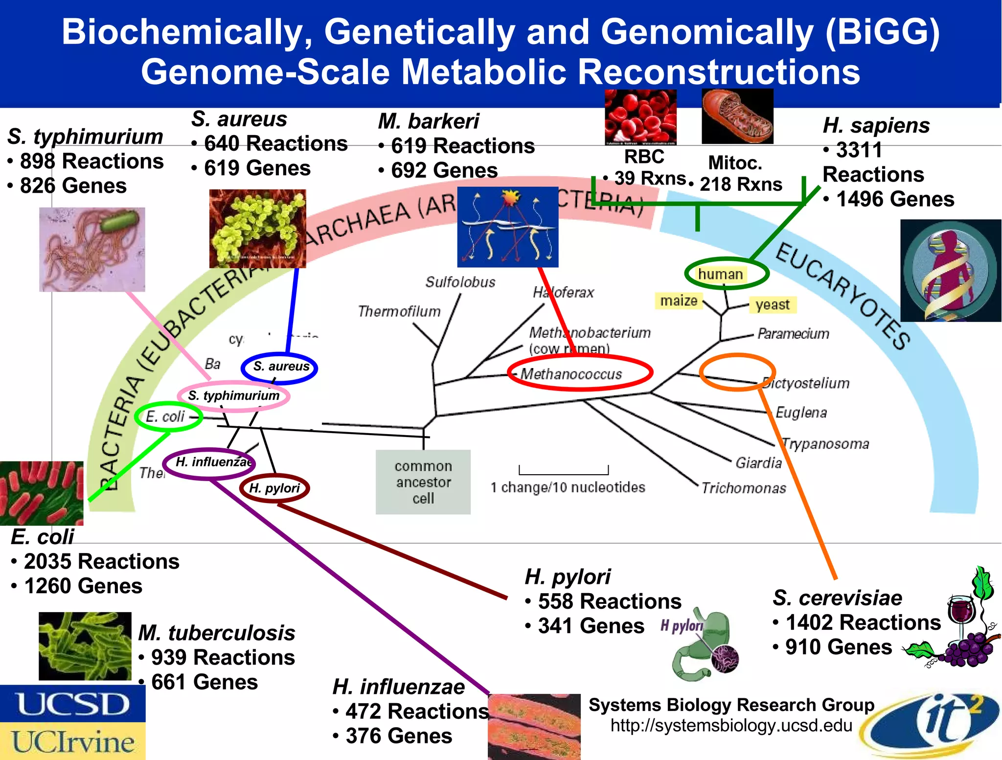 Biochemically, Genetically and Genomically (BiGG) Genome-Scale Metabolic Reconstructions H. influenzae H. pylori S. aureus S. typhimurium M. barkeri 619 Reactions 692 Genes S. cerevisiae 1402 Reactions 910 Genes E. coli 2035 Reactions 1260 Genes S. aureus 640 Reactions 619 Genes Mitoc. 218 Rxns H. sapiens 3311 Reactions 1496 Genes S. typhimurium 898 Reactions 826 Genes H. pylori 558 Reactions 341 Genes H. influenzae 472 Reactions 376 Genes M. tuberculosis 939 Reactions 661 Genes Systems Biology Research Group http://systemsbiology.ucsd.edu RBC 39 Rxns 