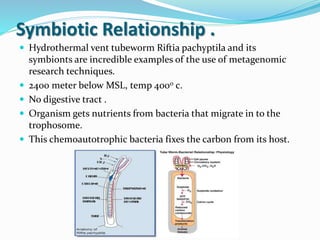 Symbiotic Relationship .
 Hydrothermal vent tubeworm Riftia pachyptila and its
symbionts are incredible examples of the use of metagenomic
research techniques.
 2400 meter below MSL, temp 4000 c.
 No digestive tract .
 Organism gets nutrients from bacteria that migrate in to the
trophosome.
 This chemoautotrophic bacteria fixes the carbon from its host.
 