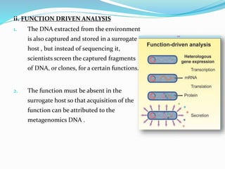 ii. FUNCTION DRIVEN ANALYSIS
1. The DNA extracted from the environment
is also captured and stored in a surrogate
host , but instead of sequencing it,
scientists screen the captured fragments
of DNA, or clones, for a certain functions.
2. The function must be absent in the
surrogate host so that acquisition of the
function can be attributed to the
metagenomics DNA .
 