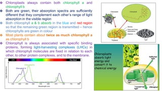 ❖ Chloroplasts always contain both chlorophyll a and
chlorophyll b
❖ Both are green, their absorption spectra are sufficiently
different that they complement each other’s range of light
absorption in the visible region
❖ Both chlorophyll a & b absorb in the blue and red region
so that the remaining green region is transmitted – hence
chlorophylls are green in colour
❖ Most plants contain about twice as much chlorophyll a
as chlorophyll b
❖ Chlorophyll is always associated with specific binding
proteins, forming light-harvesting complexes (LHCs) in
which chlorophyll molecules are fixed in relation to each
other, to other protein complexes, and to the membrane.
60
 