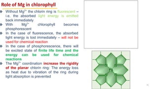 Role of Mg in chlorophyll
❖ Without Mg2+
the chlorin ring is fluorescent –
i.e. the absorbed light energy is emitted
back immediately
❖ With Mg2+
chlorophyll becomes
phosphorescent
❖ In the case of fluorescence, the absorbed
light energy is lost immediately – will not be
used for chemical reaction
❖ In the case of phosphorescence, there will
be excited state of finite life time and the
energy can be used for chemical
reactions
❖ The Mg2+
coordination increase the rigidity
of the planar chlorin ring: The energy loss
as heat due to vibration of the ring during
light absorption is prevented
61
 