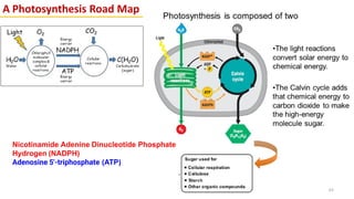 A Photosynthesis Road Map
63
Nicotinamide Adenine Dinucleotide Phosphate
Hydrogen (NADPH)
Adenosine 5'-triphosphate (ATP)
 