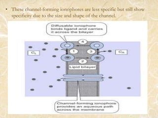 • These channel-forming ionophores are less specific but still show
specificity due to the size and shape of the channel.
 