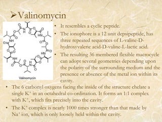 Valinomycin
• It resembles a cyclic peptide.
• The ionophore is a 12 unit depsipeptide, has
three repeated sequences of L-valine-D-
hydroxyvaleric acid-D-valine-L-lactic acid.
• The resulting 36 membered flexible macrocycle
can adopt several geometries depending upon
the polarity of the surrounding medium and the
presence or absence of the metal ion within its
cavity.
• The 6 carbonyl oxygens facing the inside of the structure chelate a
single K+ in an octahedral co-ordination. It forms an 1:1 complex
with K+, which fits precisely into the cavity.
• The K+ complex is nearly 1000 times stronger than that made by
Na+ ion, which is only loosely held within the cavity.
 