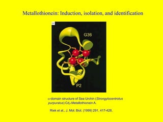 Metallothionein: Induction, isolation, and identification
a-domain structure of Sea Urchin (Strongylocentrotus
purpuratus) Cd7-Metallothionein A.
Riek et al., J. Mol. Biol. (1999) 291, 417-428.
 