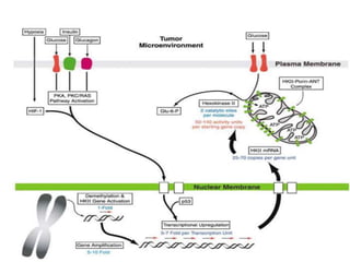 Metabolic Alterations in Cancer | PPTX