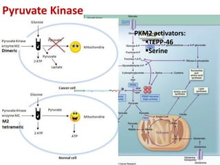Pmk Rhesus Metabolic Alterations in Cancer | PPTX