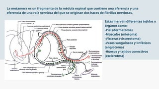 Descripción general completa de los metámeros y los tractos de la ...