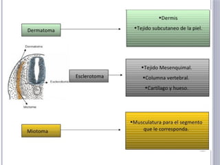 Desarrollo embrionario y mililitros necesarios para bañar una metamera ...