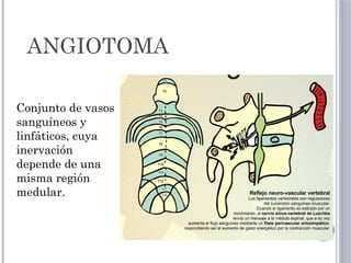 Desarrollo embrionario y mililitros necesarios para bañar una metamera ...