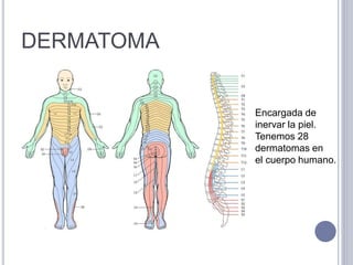 Metameras Y Desarrollo Embrionario PPTX metameras-y-desarrollo-embrionario-pptx