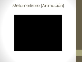 Metamorfismo (Animación)

 