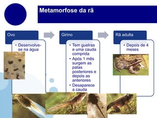 Metamorfose da rã