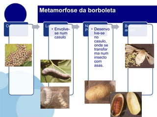 Metamorfose da borboleta