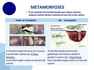 METAMORFOSESÉ um conjunto de transformações que alguns animais ovíparos sofrem desde a eclosão do ovo até à fase adulta