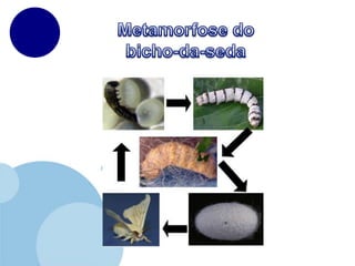 Metamorfose do bicho-da-seda