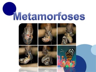 Metamorfoses 
