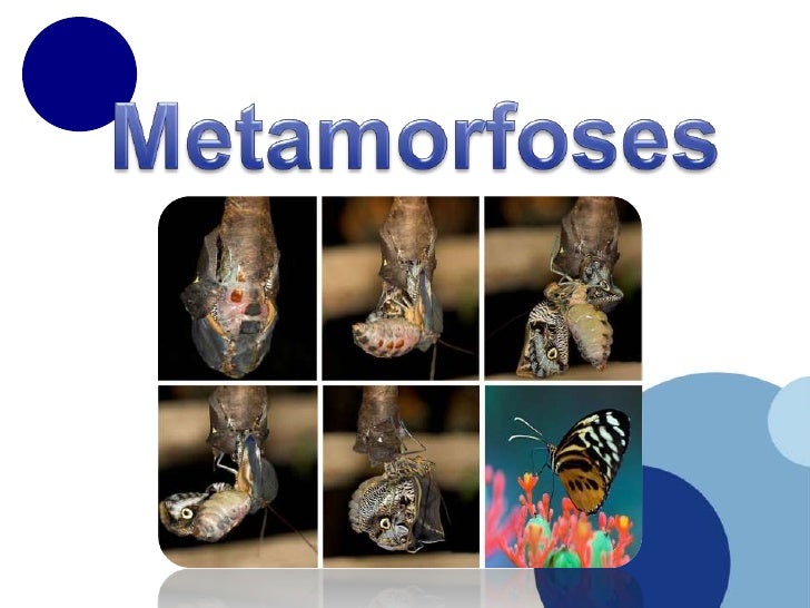 Metamorfoses<br />