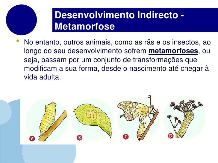 Metamorfoses Metamorfoses