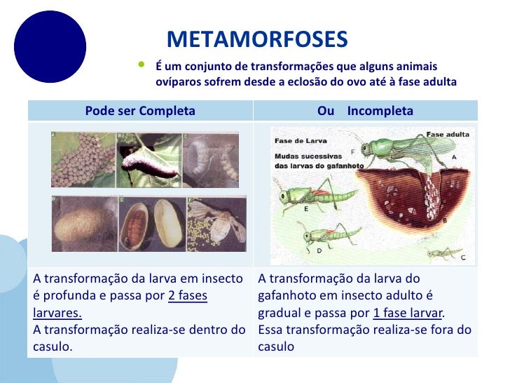 Exemplos De Animais Que Passam Por Metamorfose