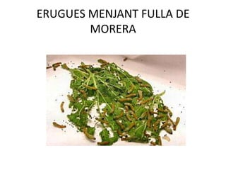 ERUGUES MENJANT FULLA DE MORERA<br />