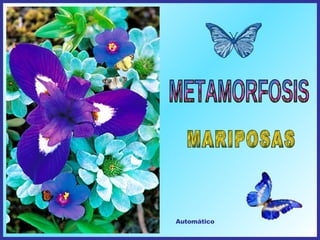 METAMORFOSIS Automático MARIPOSAS 