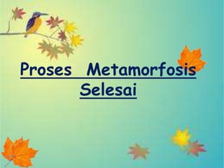Proses Metamorfosis
       Selesai
 