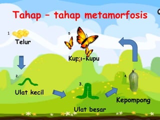 Tahap – tahap metamorfosis
1                5


    Telur

                 Kupu-Kupu

    2.                              4.

                      3.

    Ulat kecil
                                  Kepompong
                     Ulat besar
 