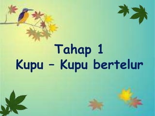 Tahap 1
Kupu – Kupu bertelur
 