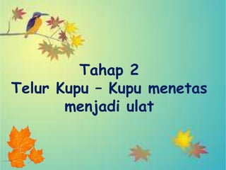 Tahap 2
Telur Kupu – Kupu menetas
       menjadi ulat
 