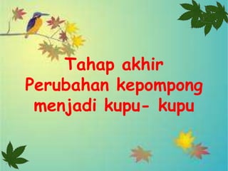 Tahap akhir
Perubahan kepompong
 menjadi kupu- kupu
 