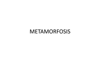 METAMORFOSIS
 